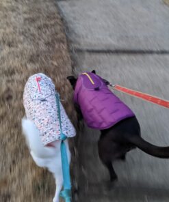 Kurgo Loft Dog Jacket, Reversible Dog Coat, Wear with Harness or Sweater, Water Resistant, Reflective, Winter Coat For Medium Dogs (Deep Violet, M) Deep Violet/Charcoal 42 81CRT CQWfL