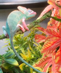 Galápagos (05320) Mossy Terrarium Sticks 18" (Pack of 6) 18" Green 17 81CTyOqJWlL