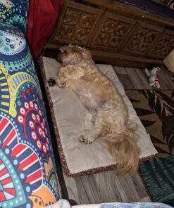 Pet Honesty Dog Allergy Relief Immunity - Chews, Probiotics for Dogs, Seasonal Allergies, Skin and Coat Supplement, Itch Support Supplement (Salmon) Salmon Single 34 81CU08h0tVL