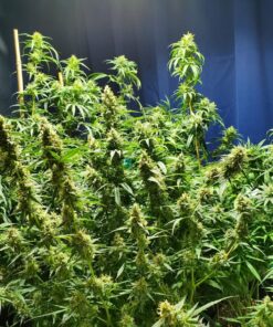 AGLEX 420W COB LED Grow Light, Full Spectrum Plant Grow Lamp with Daisy Chain Veg and Bloom Switch for Hydroponic Greenhouse Indoor Plant Veg and Flower (C2000) C2000 44 81CV44Bz9mL