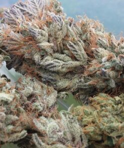 Canna CA1260+CA1270 Coco A & B, 1 L, Set of 2 Plant Growth, White/Brown 20 81CVhiBjZaL