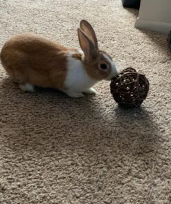 Ware Manufacturing Willow Branch Ball for Small Animals - 4-inch 1-Pack 24 81CWl9Uzh1L