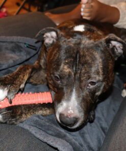 Nylabone Power Chew Dog Toy - Dog Toys for Aggressive Chewers - Indestructible Dog Toys for Aggressive Chewers Large Breed - For Extra Large Dogs - Bacon Flavor X-Large/Souper (1 Count) X-Large/Souper - 50+ lbs. 36 81CWsDWfjAL