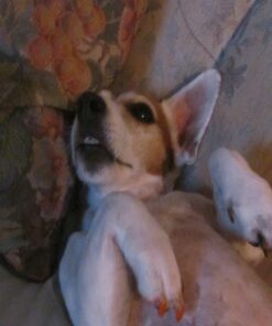 Oster Gentle Paws Less Stress Dog and Cat Nail Grinder, 2 Speed (078129-600-000) Blue 36 81CZsmbXlRL