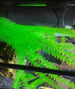 SunSun JUP-01 9W UV Sterilizer Submersible Filter Pump 89 81Cbt1INKQL