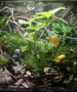 Safer Brand 5026 Houseplant Sticky Stake Insect Traps for Indoor Plants - Controls Fungus Gnats, Whiteflies, Midges, Thrips, Fruit Flies, and Black Flies - 1 Pack, 7 Traps 26 81CcnUizEhL