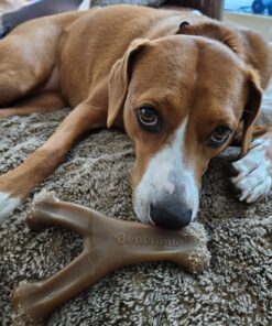 Benebone Wishbone Durable Dog Chew Toy for Aggressive Chewers, Real Bacon, Made in USA, Medium 35 81CgKrku sL