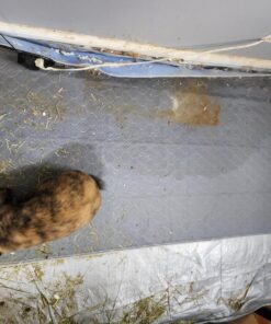 Biokleen Bac-Out Enzyme Stain & Odor Remover - 128 Ounces - Destroys Stains & Odors Safely, for Pet Stains, Laundry, Diapers, Wine, Carpets, & More, Eco-Friendly, Non-Toxic 1 32 81Cisinb8lL