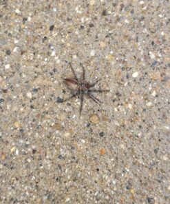 Safer Home SH51703 OMRI Listed Diatomaceous Earth - Ant, Roach, Bedbug, Flea, Silverfish, Earwig, & Crawling Insect Killer 50 81Cj4y UuzL