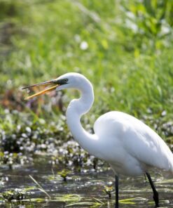 Nikon D500 DX-Format Digital SLR with 16-80mm ED VR Lens Black 83 81CnGnu5lTL