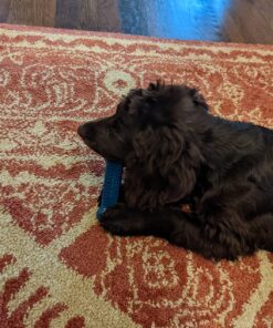 Nylabone Power Chew Toys Variety Triple Pack - Dog Toys for Aggressive Chewers - Indestructible Dog Bones for Small Dogs - Chicken, Bacon & Peanut Buter Flavors, Small/Regular (3 Count) Small up to 25 lbs. 38 81CpRIYEPAL