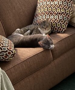 Hill's Science Diet Adult Chicken Recipe Dry Cat Food, 7 lbs., Bag 37 81CqfmXghRL