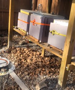 Mann Lake FD203 Bee-Pro Pollen Substitute Canister, 1-Pound 23 81CrVi9MukL