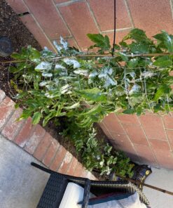 Root Naturally Azomite Rock Dust - 2 Pounds 15 81CsuonzNwL