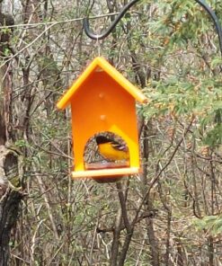 Songbird Essentials SERUBFJF Fruit and Jelly Oriole Feeder (Set of 1) 52 81CvC DVdL