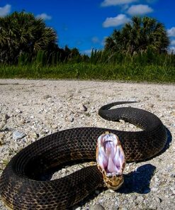 Nikon D500 DX-Format Digital SLR (Body Only), Base 101 81CxozkYEAL