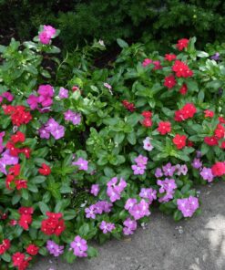 Nikon D3300 DX-format DSLR Kit w/ 18-55mm DX VR II & 55-200mm DX VR II Zoom Lenses and Case (Black) 57 81D1 YHM0L