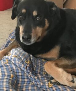 Metkix Lint Rollers for Pet Hair Extra Sticky | Protective Covers | Value 400 Sheets Dog Cat Pet Hair Remover | Lint Roller for Clothes Sofa Bed Carpet and More | Lint Roller Refills 2 Rollers + 2 Refills (Total 400 Sheets) 29 81D6U13ZUPL