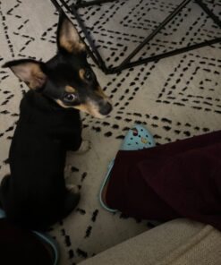 Wahl USA Deodorizing & Refreshing Pet Deodorant for Dogs - Eucalyptus & Spearmint Scent to Refresh the Skin and Coat - Model 820011A 41 81DA5o74L