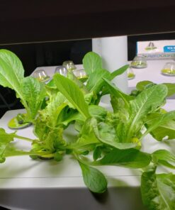 AeroGarden Salad Greens Mix Seed Pod Kit, 7 pod 30 81DC7iG69WL