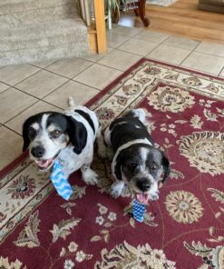 Amazing Turmeric for Dogs Curcumin Pet Antioxidant, Eliminates Joint Pain Inflammation, 120 Chews 22 81DHj2iwvbL