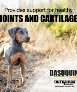 Nutramax Dasuquin with MSM Joint Health Supplement for Small to Medium Dogs - With Glucosamine, MSM, Chondroitin, ASU, Boswellia Serrata Extract, and Green Tea Extract, 150 Chewable Tablets 150 Count (Pack of 1) 23 81DI8PyJDlL
