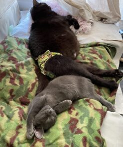 Wysong Uretic - Dry Natural Food for Cats, Chicken, 5 pounds 27 81DJrmzfiJL