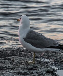 Nikon D500 DX-Format Digital SLR (Body Only), Base 65 81DOzi0FBZL