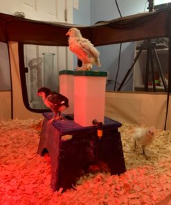 Olba B.V. Plastic Drinking Bottle with Hinged Lid, 1 Litre 8 81DUsSJgZVL