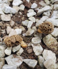 Backyard Morel Mushroom Growing Kit - MOREL HABITAT KIT ® 40 81DWxZ DlrL