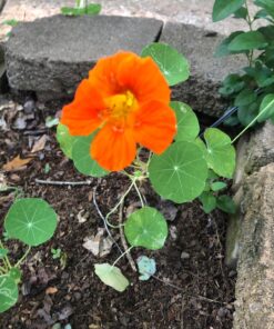 Seed Needs, 350+ Nasturtium Seeds for Planting - Jewel Mixture (Tropaeolum nanum) Non-GMO, Easy to Grow Mix, Attracts Pollinators - Bulk Bulk Pack (350 Seeds) 52 81DXq74LMML