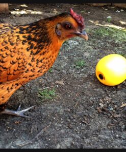 Lixit Chicken Feeder Toy (1 Pack) 1 Pack 15 81DZxXjQPPL