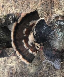 Primos Hunting Hook Hunter Turkey Mouth Call (Pack of 2) Realistic Sounding Turkey Call PS1252 Multi 15 81DaMJ1ItGL