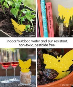 Trappify Sticky Gnat Traps for House Indoor - Yellow Fruit Fly Traps for Indoors/Outdoor Plant - Insect Catcher White Flies, Mosquitos, Fungus Gnat Trap, Flying Insects - Disposable Glue Trapper (12) 12 38 81DcQs2SCEL 1