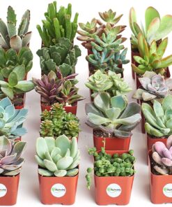Shop Succulents Unique Succulent Plant Pack Bulk Collection - Live Mini Succulent Plants, Low Maintenance, Exceptional Colors & Textures - Wedding and Party Favors, Gift & Garden, Pack of 20 20-Pack Succulent Packs 33 81DfWxUcSmL