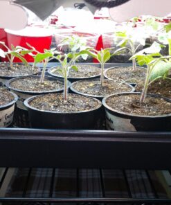 Heirloom Seeds for Planting Vegetables and Fruits - Survival Essentials 135 Variety Seed Vault - Medicinal Herb Seeds - Grow Healthy Non-GMO Food 72 81DgORDFnnL