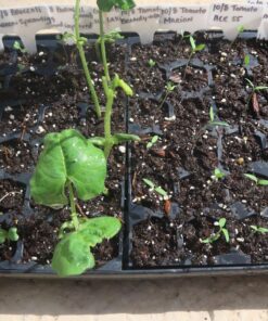 Heirloom Seeds for Planting Vegetables and Fruits - Survival Essentials 135 Variety Seed Vault - Medicinal Herb Seeds - Grow Healthy Non-GMO Food 52 81DirK5zZiL