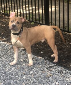 Revival Animal Health Vet Basics Lime Sulfur Dip- Concentrated Solution- for Dogs, Cats & Horses- 16oz 33 81DkAXwxnjL