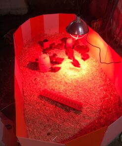 Farm Innovators 3700 Baby Chick Corral Starter Home Coop Kit with 10 Plastic Panels and Adjustable Brooder Lamp Hanger for Up To 15 Chicks 29 81DlUAdpmqL