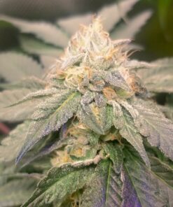 Humboldts Secret Golden Tree: Best Plant Food for Plants & Trees - All-in-One Concentrated Additive - Vegetables, Flowers, Fruits, Lawns, Roses, Tomatoes & More (16 Ounce) 16 Ounce 32 81Dmt9SurqL