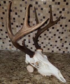 L'Oreal Paris Oreor Creme 40 Volume Developer, 16 Fl Oz White 16 Fl Oz (Pack of 1) 25 81Dn2sMKPTL