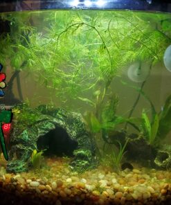 Florida 10 Species Live Aquarium Plants Bundle 46 81DnIriMFXL