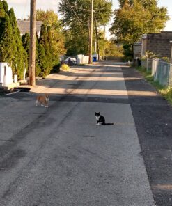 Meow Mix Bistro Recipes Dry Cat Food, Rotisserie Chicken Flavor, 12 Pound Bag 12 Pound (Pack of 1) 27 81DqduMNb L