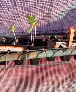 9GreenBox - Seedling Starter Trays, 144 Cells: (24 Trays; 6-Cells Per Tray), Plus 5 Plant Labels 24 81Du6jkZ3aL