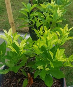 Organic Kelp Fertilizer by GS Plant Foods - Omri Listed(1 Gallon) - Liquid Kelp Concentrate for Gardens, Lawns & Soil Yields 800+ gallons 1 Gallon 32 81Dvbu17XML 3