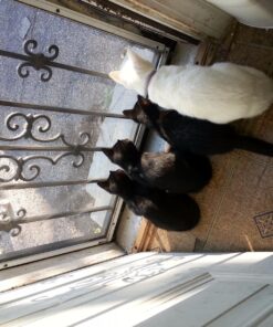 Purina Friskies Wet Cat Food Pate - 5.5 oz. Can Salmon Dinner 5.5 Ounce (Pack of 24) 42 81Dvehh4PPL