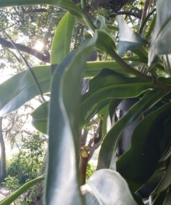 SUPERthrive The Original Vitamin Solution - Liquid Concentrate, May Add to Any Fertilizing Program, 4 fl. oz. 4 Ounces 44 81DwrWeXmPL