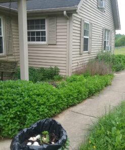 Alternative view of Kasoyo Japanese Steel Grass Sickle w/Wooden Handle Kama 180mm No.130