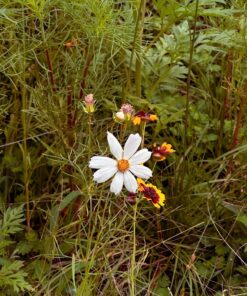 Eden Brothers Southeast Wildflower Mixed Seeds for Planting, 1 lb, 480,000+ Seeds with Cornflower, Blanket Flower | Attracts Pollinators, Plant in Spring or Fall, Zones 3, 4, 5, 6, 7, 8, 9, 10 1 Pound 46 81E KHwqLLL