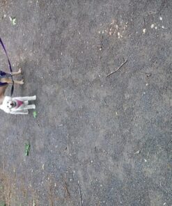 Leashboss Heavy Duty Double Dog Leash Coupler for Large Dogs - 11-20 Inches - Adjustable 1 Inch Nylon Splitter for Two Big Dogs (1 Inch Wide x 11-20 Inches, Black) 11-20 Inch 17 81E0DOtfERL